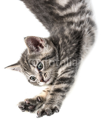 little kittenplaying on a white background