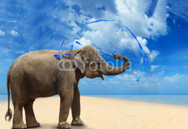 Obrazy i plakaty Elephant on the beach