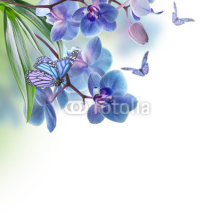 Naklejki Floral background of tropical orchids and  butterfly