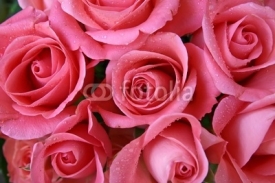 Fototapety roses