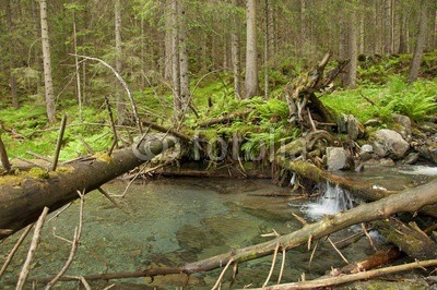  Mountain river with a small cascade in pine forest