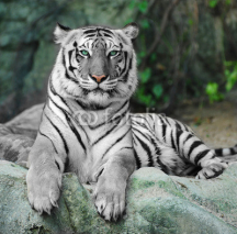 Fototapety WHITE TIGER on a rock in zoo