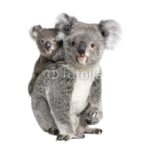 Naklejki Portrait of Koala bears,  in front of white background