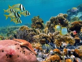 Fototapety Underwater