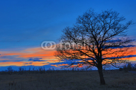 Tree on meadow after sunset