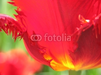 red and yellow tulip petals