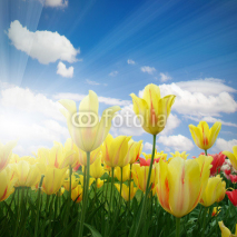 Obrazy i plakaty Tulip field