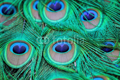 Extreme close-up details of an Indian male peacock (Pavo cristatus) tail quill feathers, selective focus.