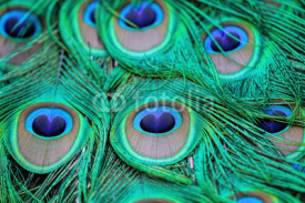 Naklejki Extreme close-up details of an Indian male peacock (Pavo cristatus) tail quill feathers, selective focus.