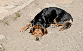 Fototapety sleeping dog