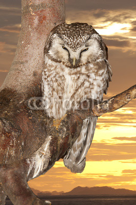 Isolated Owl on the sunset yellow background