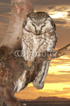 Naklejki Isolated Owl on the sunset yellow background