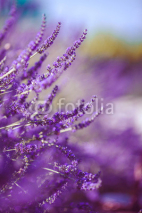 Naklejki Lavender Flowers