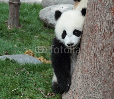 Panda cub hiding in a tree after a peek