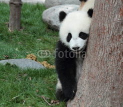 Naklejki Panda cub hiding in a tree after a peek