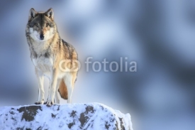Fototapety Wolf