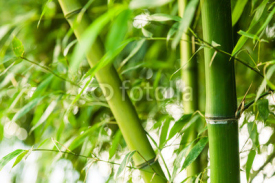 Obrazy i plakaty Bamboo forest background