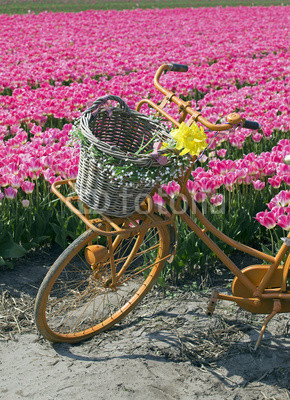 bicycle in flower field