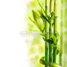 Naklejki Green bamboo