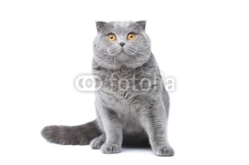 Naklejki Grey cat