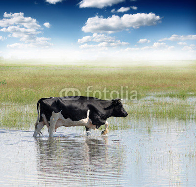 cows on watering place