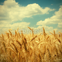 Naklejki Vintage photo of wheat ears on field