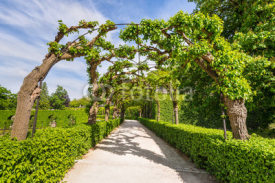 Fototapety Landscape with Alley Park in the Wurzburg Residence