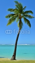 Naklejki Tropical Palm Tree