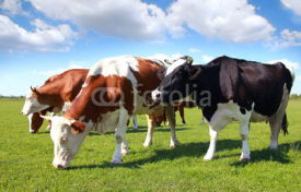 Fototapety Cows grazing on pasture