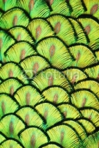 Fototapety Peacock Scales