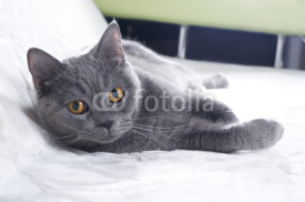 Fototapety British cat