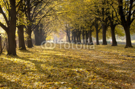 Naklejki autumn alley in the park