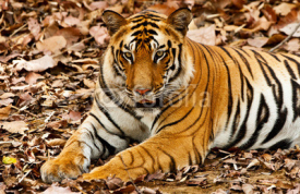 Naklejki Large male Bengal tiger in Bandhavgarh National Park, India