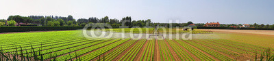 Panoramic irrigation field