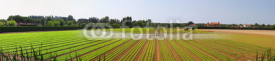 Fototapety Panoramic irrigation field