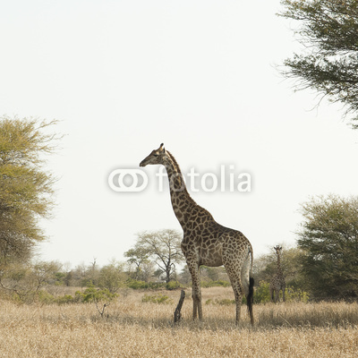 Giraffe in kruger park South Africa