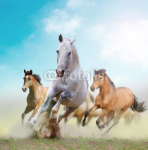 Fototapety horses