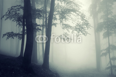 trees in counter light in a dark forest