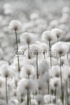 Naklejki Flowering Cotton Grass