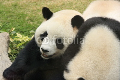Giant panda bears playing together, China