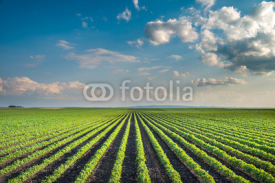 Fototapety Soybean Field