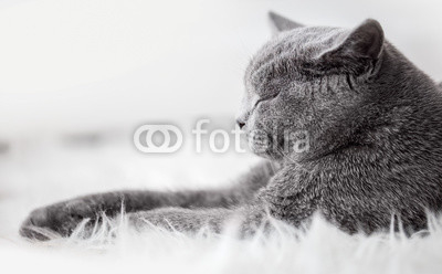 Young cute cat sleeping on cosy white fur. The British Shorthair