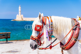 Obrazy i plakaty Closeup of a white horse carrying a tourist carriage in Chania, Crete, Greece
