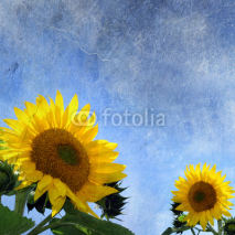 Naklejki sunflowers on grungy background