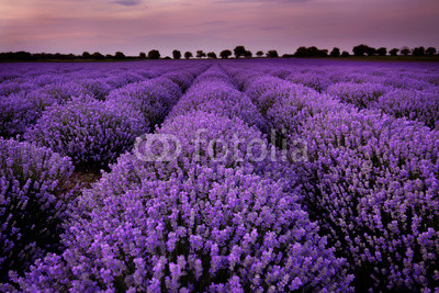 Fields of Lavender at sunset