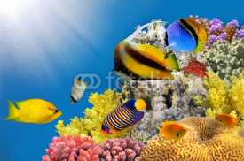 Fototapety Photo of a coral colony on a reef top