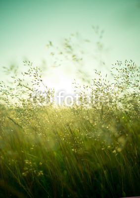 Summer Dry Grass