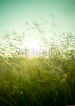 Naklejki Summer Dry Grass