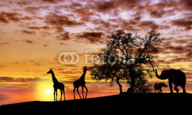 Fototapety African sunset