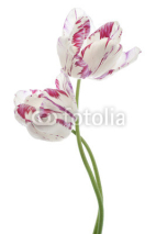 Fototapety tulip
